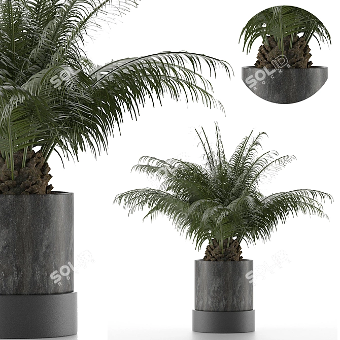 Tropical Palm Tree Decor 3D model image 1