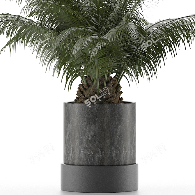 Tropical Palm Tree Decor 3D model image 3