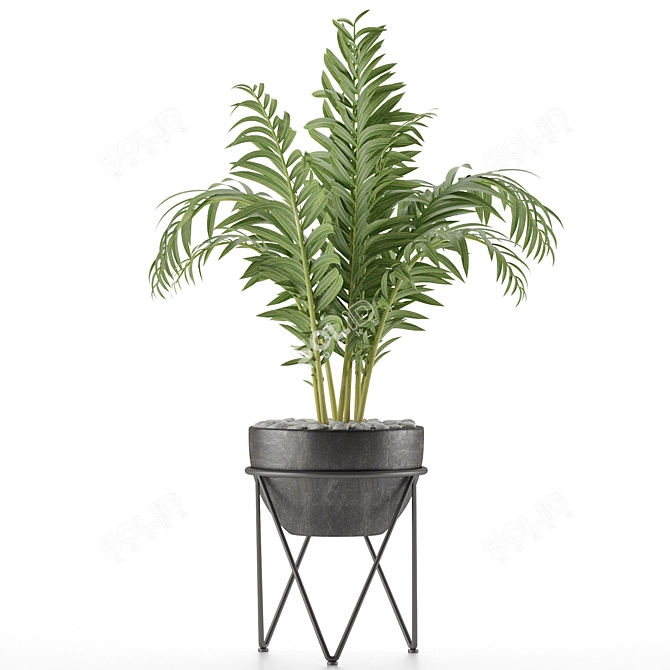 Exotic Palm Tree House Plant 3D model image 2