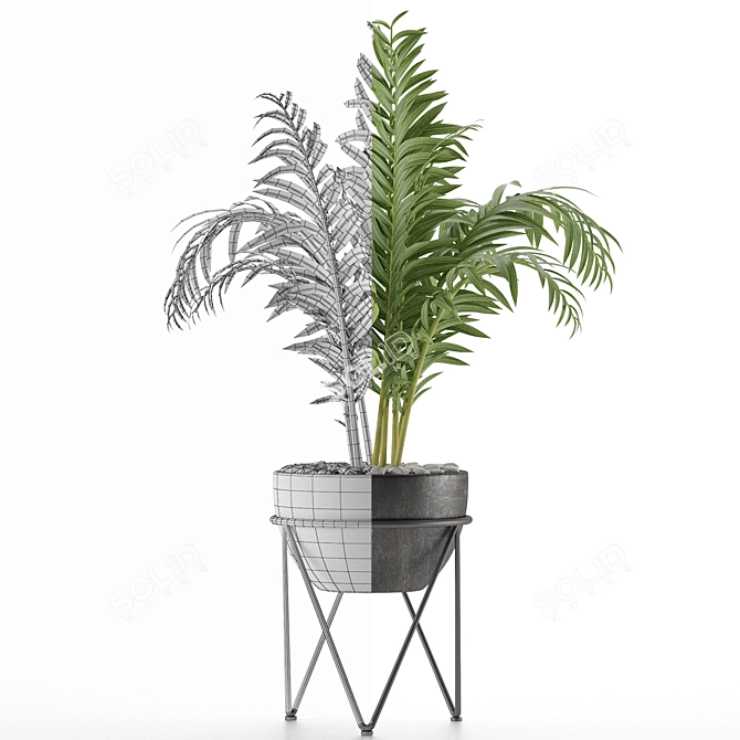 Exotic Palm Tree House Plant 3D model image 4