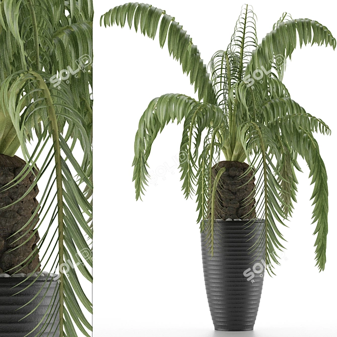 Exotic Palm Tree: House Plant 41 3D model image 1