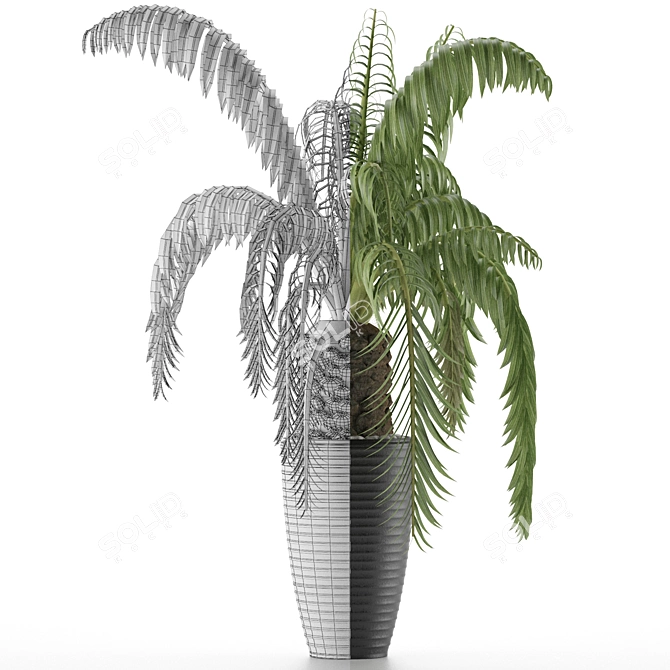 Exotic Palm Tree: House Plant 41 3D model image 3