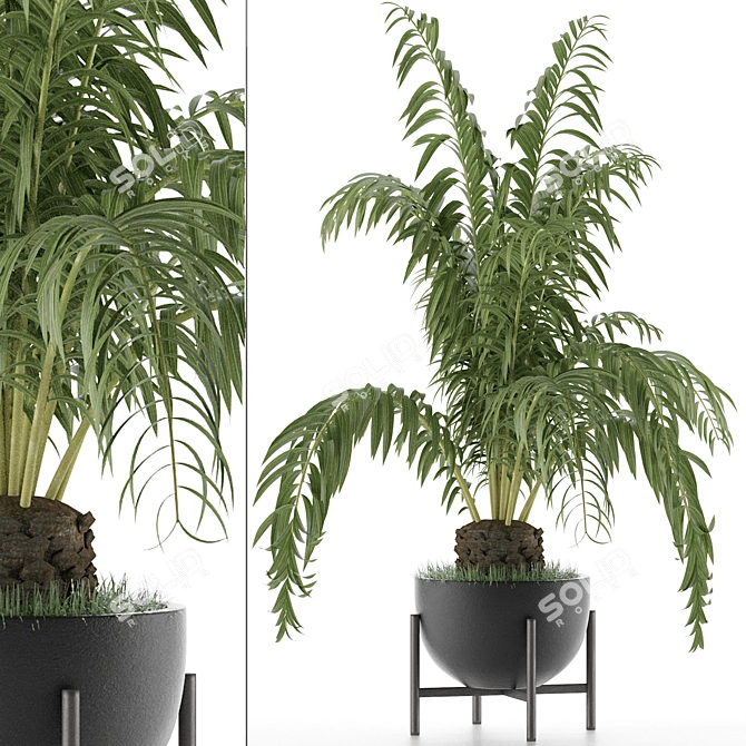 Exotic Palm: House Plant 42 3D model image 1