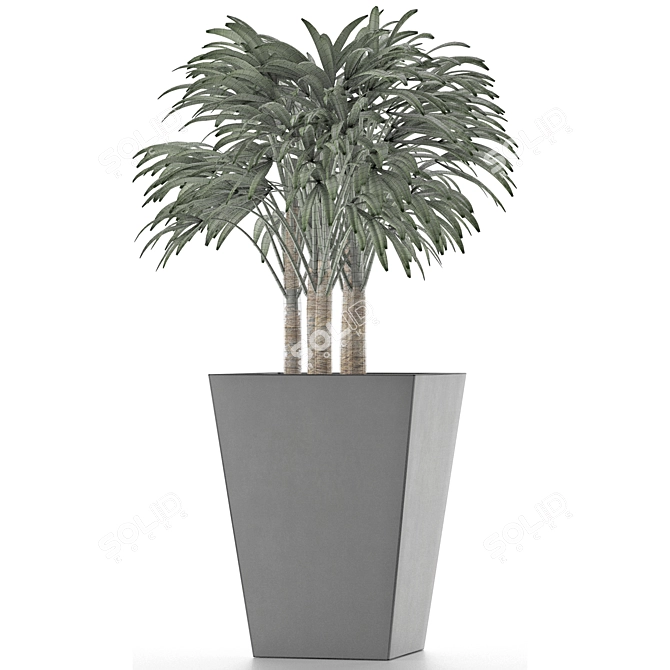 Exotic Plant: Single Banana Palm 3D model image 4