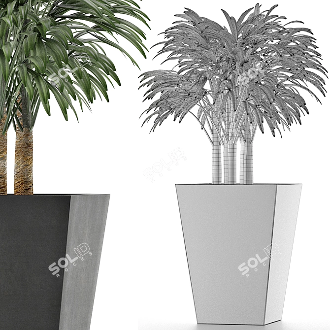 Exotic Plant: Single Banana Palm 3D model image 5