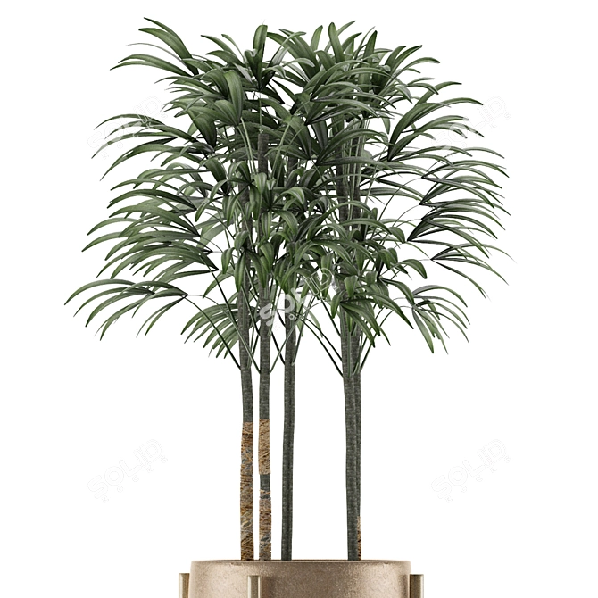 Exotic Palm Tree - Single Plant 10 3D model image 3