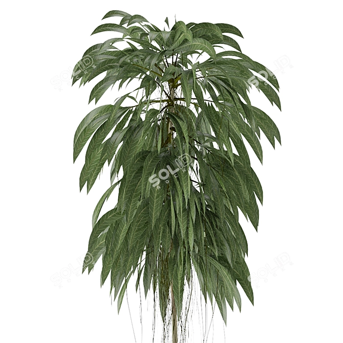 Tropical Elegance: Single Plant 11 3D model image 3