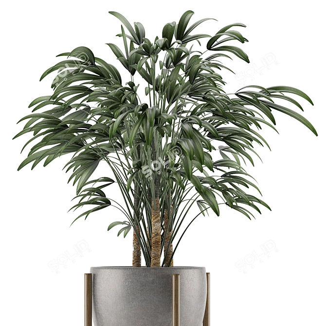 Exotic Single Palm Tree 3D model image 3