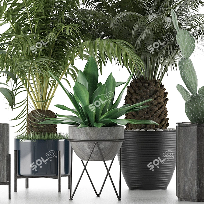 Exotic Palm Trees Collection 3D model image 2