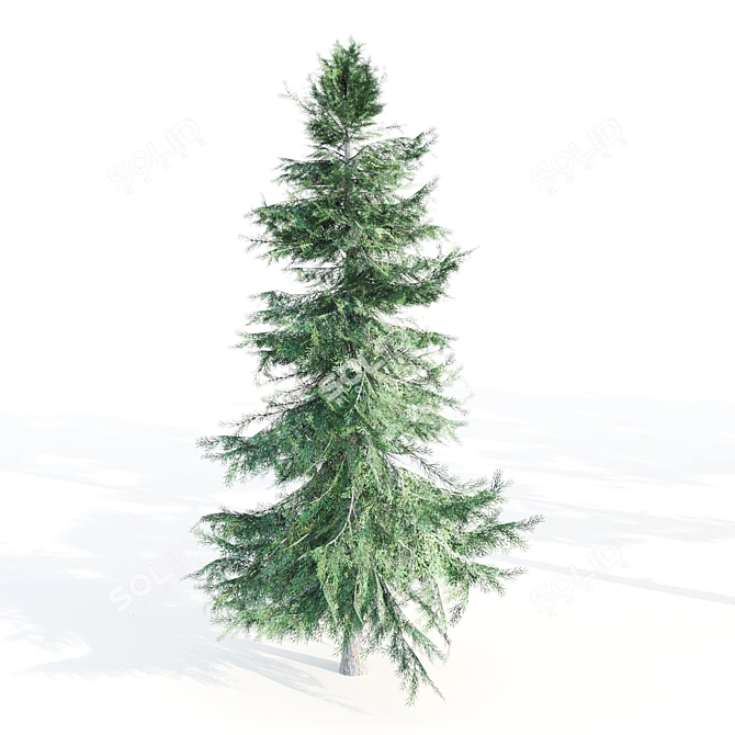 Evergreen 5 Needle Leaves Tree 3D model image 1