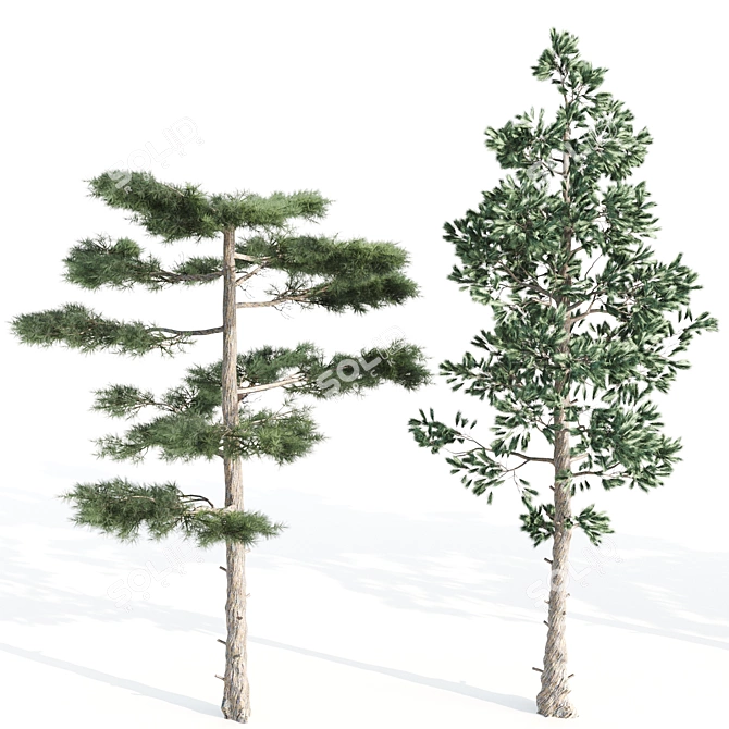 Evergreen 5 Needle Leaves Tree 3D model image 4