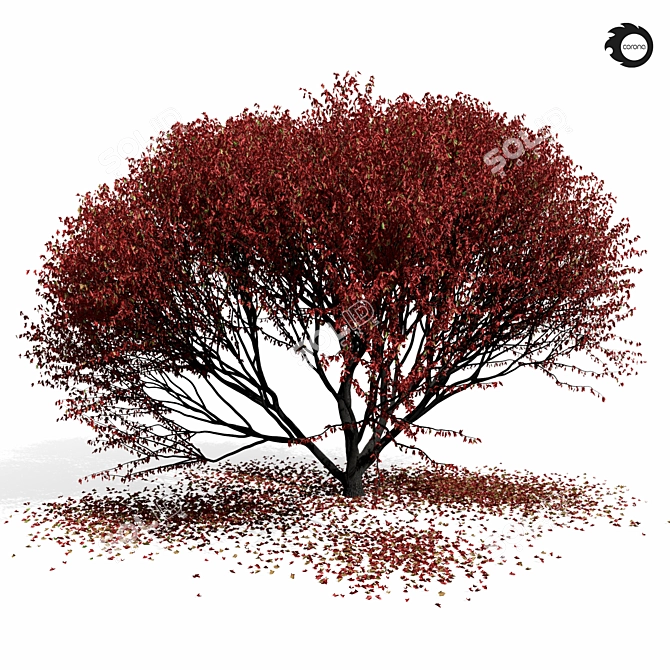 Elegant Maple Tree 8s 3D model image 4