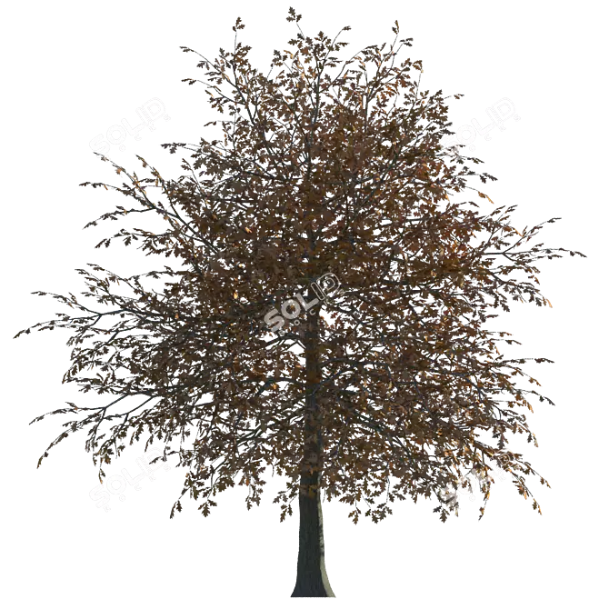 Seasonal Oak Tree: Summer & Autumn 3D model image 1