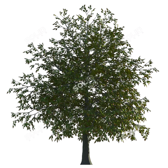 Seasonal Oak Tree: Summer & Autumn 3D model image 2