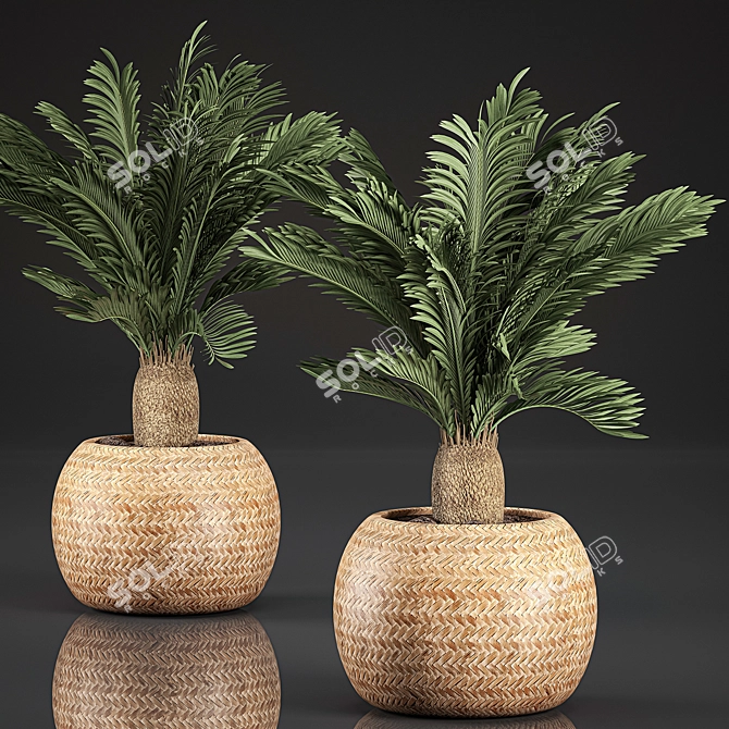 Tropical Exotic Collection: Cycas Palms & Indoor Plants 3D model image 1