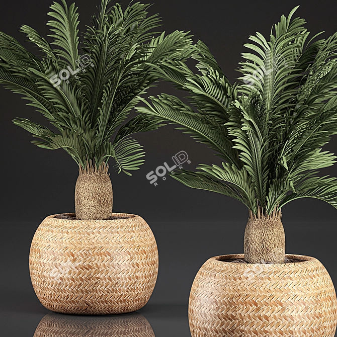 Tropical Exotic Collection: Cycas Palms & Indoor Plants 3D model image 2