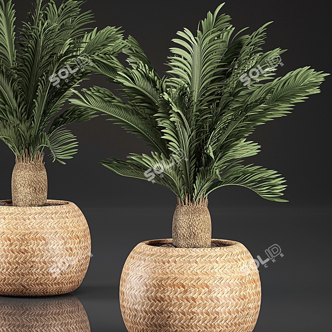 Tropical Exotic Collection: Cycas Palms & Indoor Plants 3D model image 3