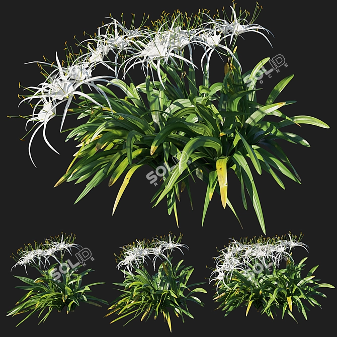 Tropical Splendor: Hymenocallis Littoralis 04 3D model image 1