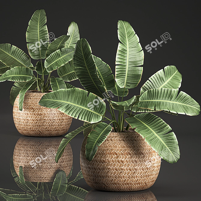 Exotic Indoor Plant Collection 3D model image 1
