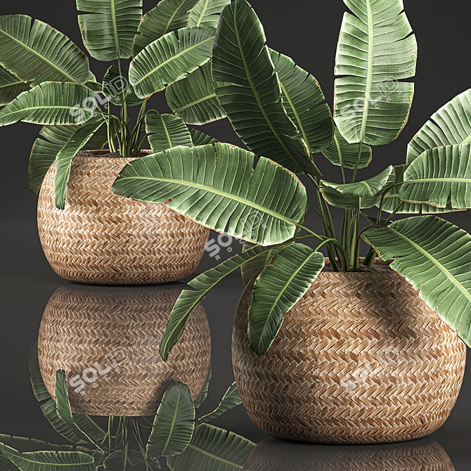 Exotic Indoor Plant Collection 3D model image 2