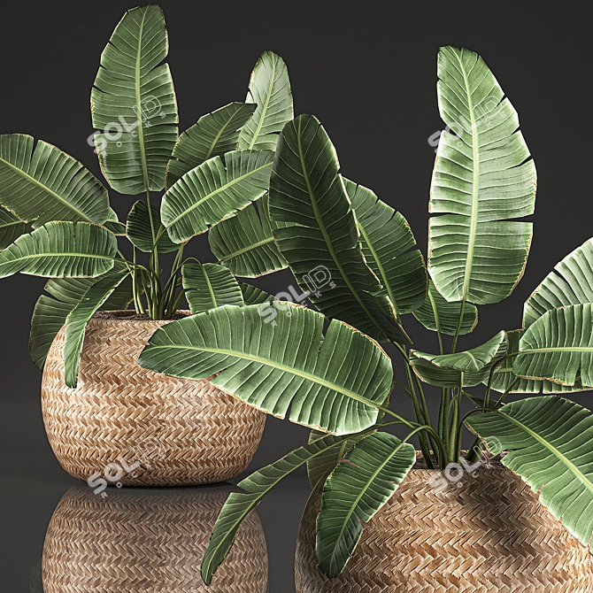 Exotic Indoor Plant Collection 3D model image 3