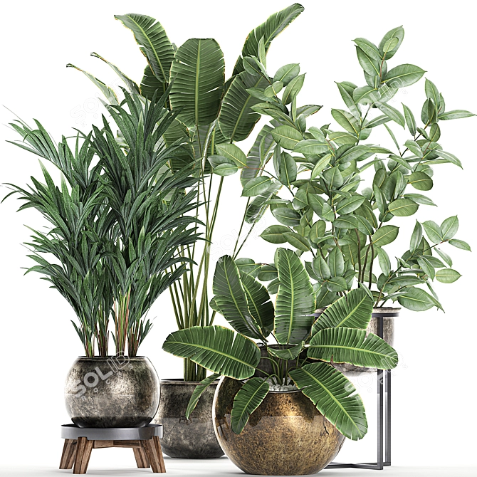 Exotic Plant Collection: Ficus, Palm, Banana 3D model image 1