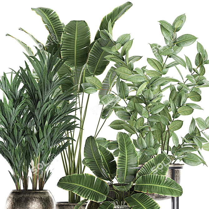 Exotic Plant Collection: Ficus, Palm, Banana 3D model image 3