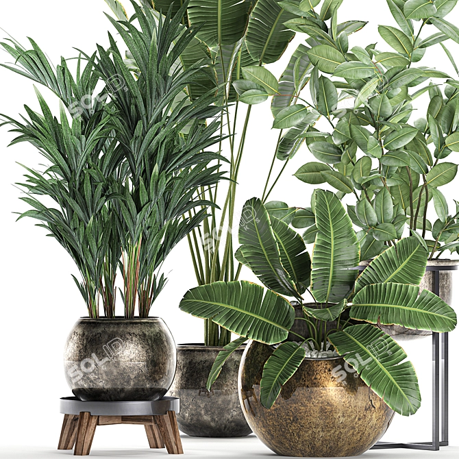 Exotic Plant Collection: Ficus, Palm, Banana 3D model image 4