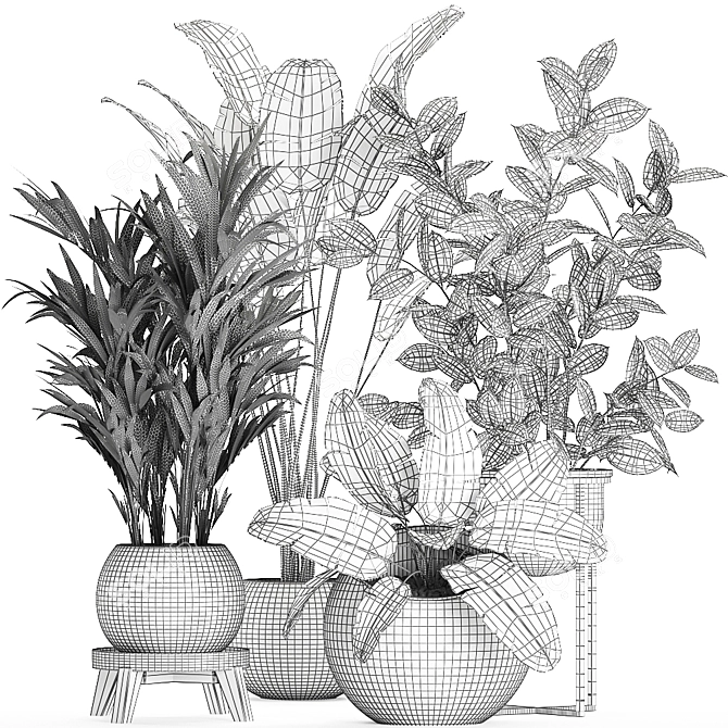 Exotic Plant Collection: Ficus, Palm, Banana 3D model image 5