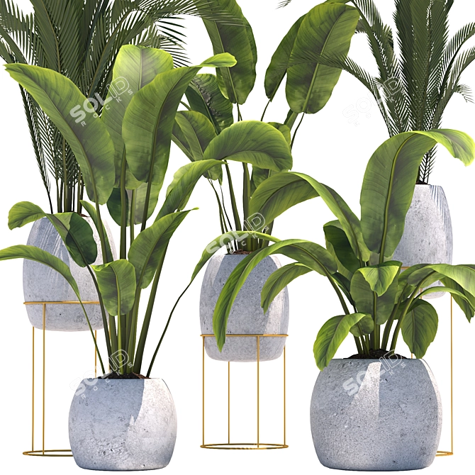 Tropical Plant Collection: Palm & Banana 3D model image 2