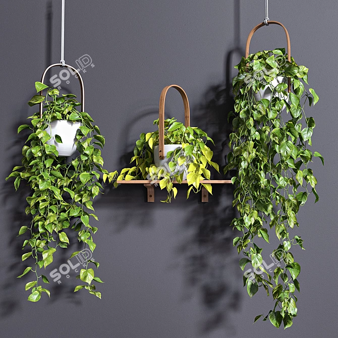 Lush Hanging Scindapsus Duo 3D model image 1