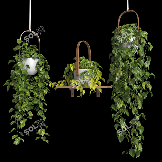 Lush Hanging Scindapsus Duo 3D model image 5