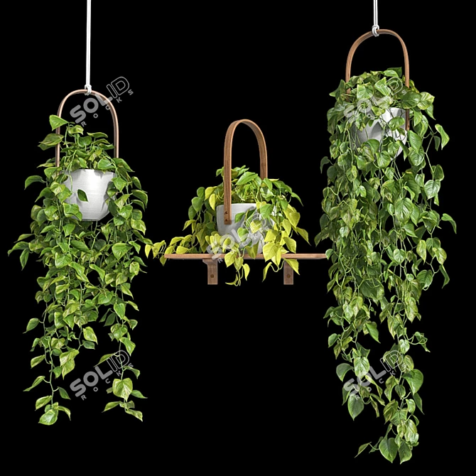 Lush Hanging Scindapsus Duo 3D model image 6