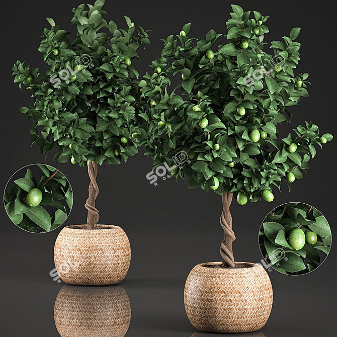 Exotic Lime Tree in Rattan Basket 3D model image 1