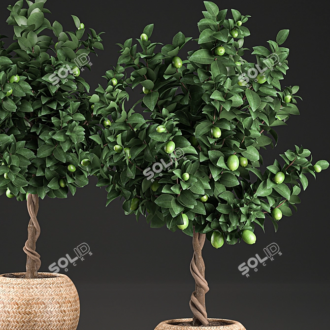 Exotic Lime Tree in Rattan Basket 3D model image 3