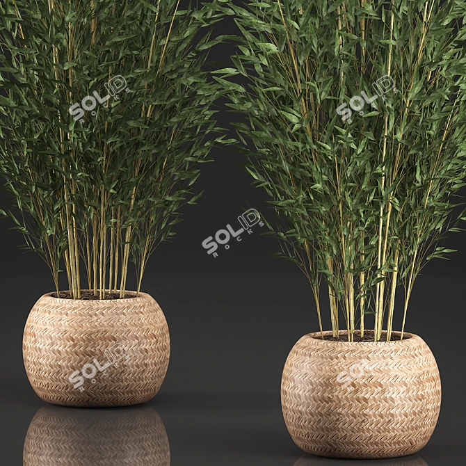 Exotic Bamboo Tree in Rattan Basket - Indoor Tropical Plant Collection 3D model image 2
