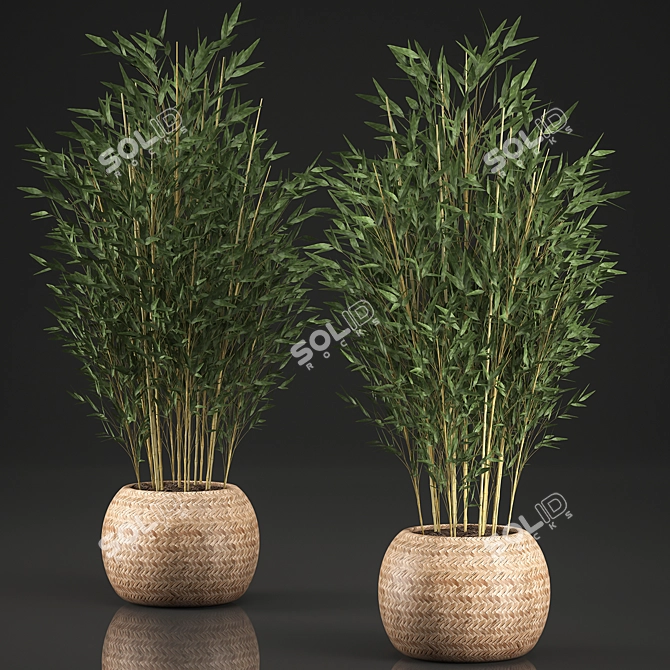 Exotic Bamboo Tree in Rattan Basket - Indoor Tropical Plant Collection 3D model image 4