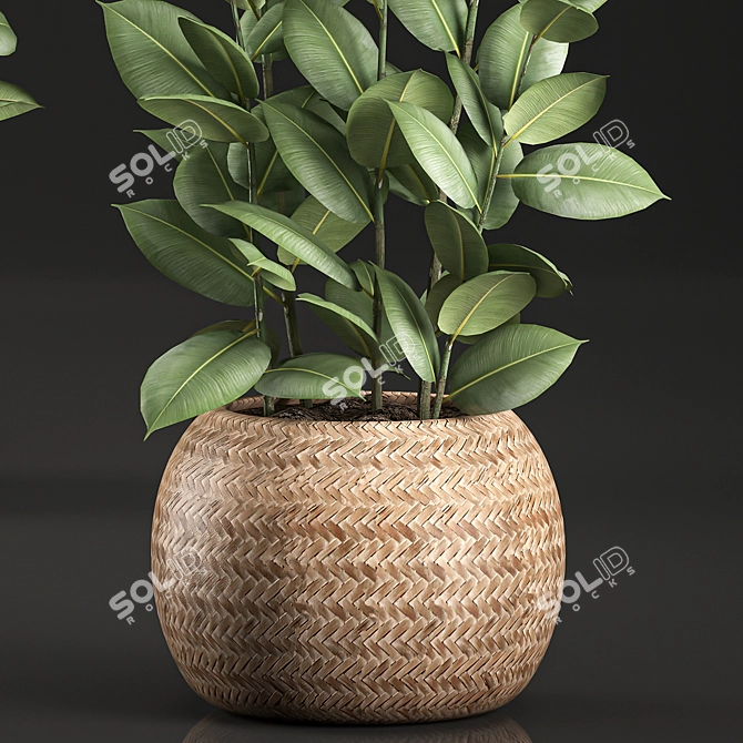 Tropical Ficus in Wicker Basket 3D model image 3