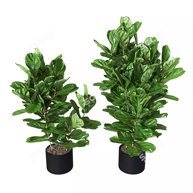 Ficus pandurata: Lush Green Pot Accent 3D model image 1