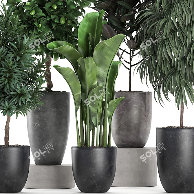 Exotic Indoor Plant Collection 3D model image 2