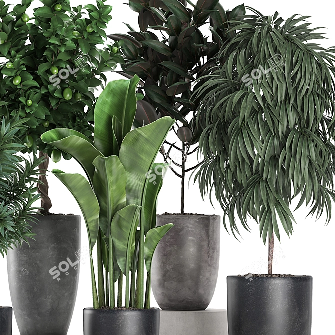 Exotic Indoor Plant Collection 3D model image 3