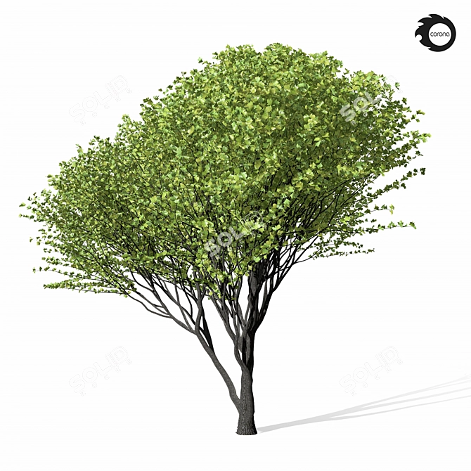 Tall Maple Tree 9S 3D model image 2