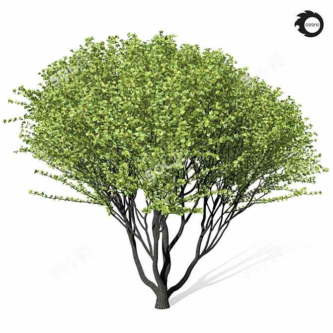 Tall Maple Tree 9S 3D model image 3