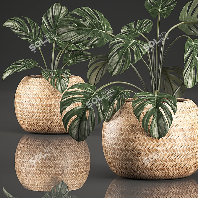 Tropical Monstera in Rattan Basket 3D model image 2