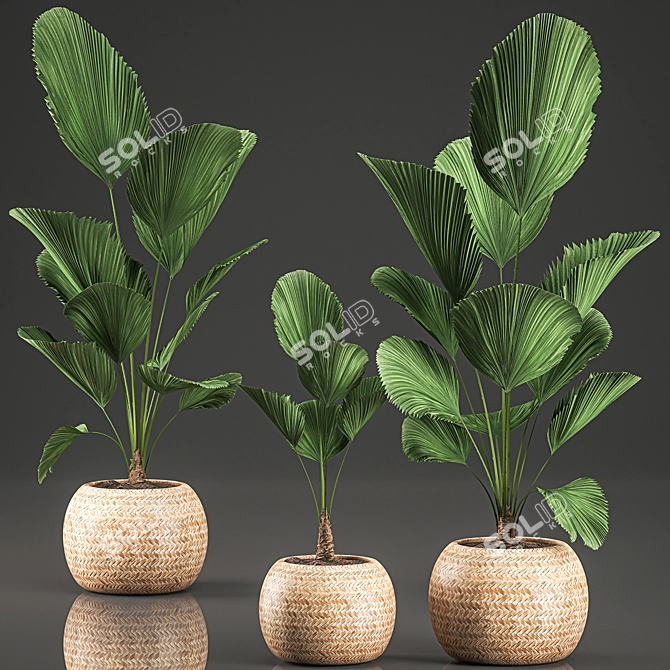 Exotic Licuala Palm in Rattan Basket 3D model image 1