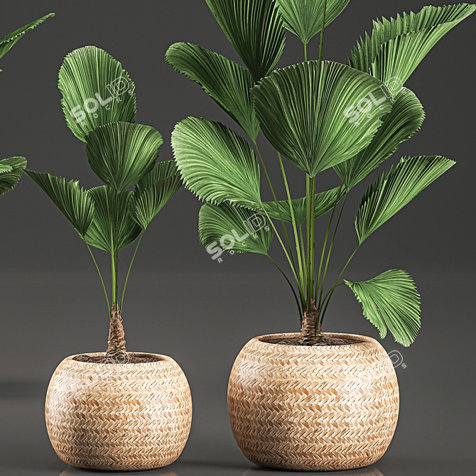 Exotic Licuala Palm in Rattan Basket 3D model image 2