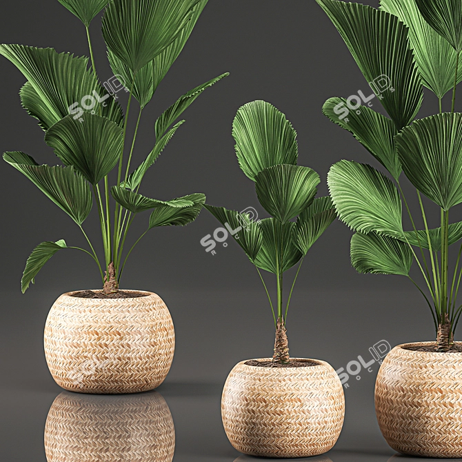 Exotic Licuala Palm in Rattan Basket 3D model image 3
