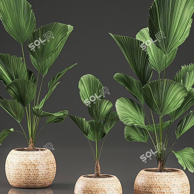 Exotic Licuala Palm in Rattan Basket 3D model image 4