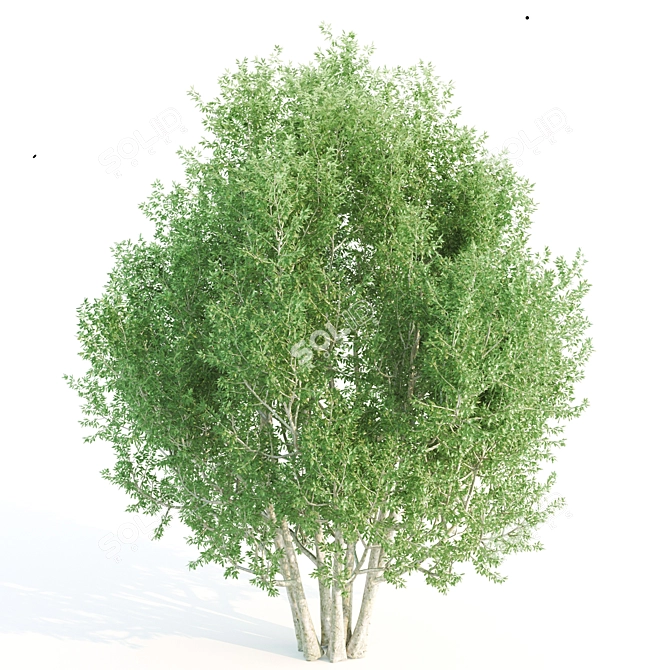 Towering Laurus: 12m & 12.6m Heights 3D model image 3