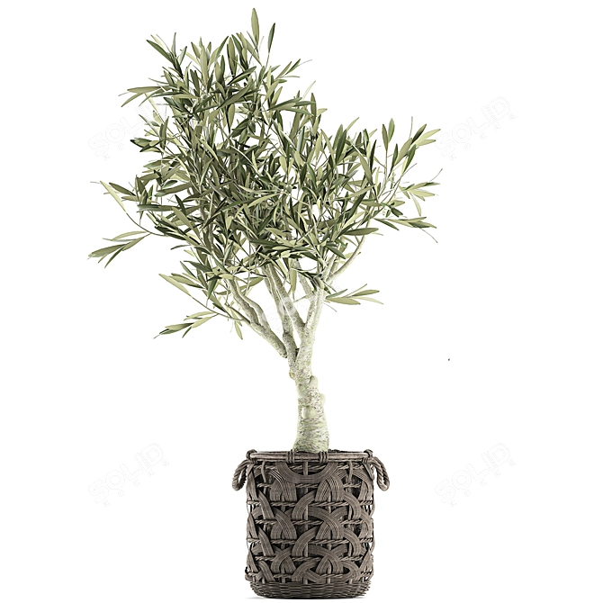 Exotic Olive Tree in Rattan Basket  3D model image 2